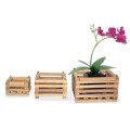 Pot Anggrek Orchid Set Of 3