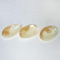 Tempat Sabun Kerang Mutiara Oval Set Of 3 icon