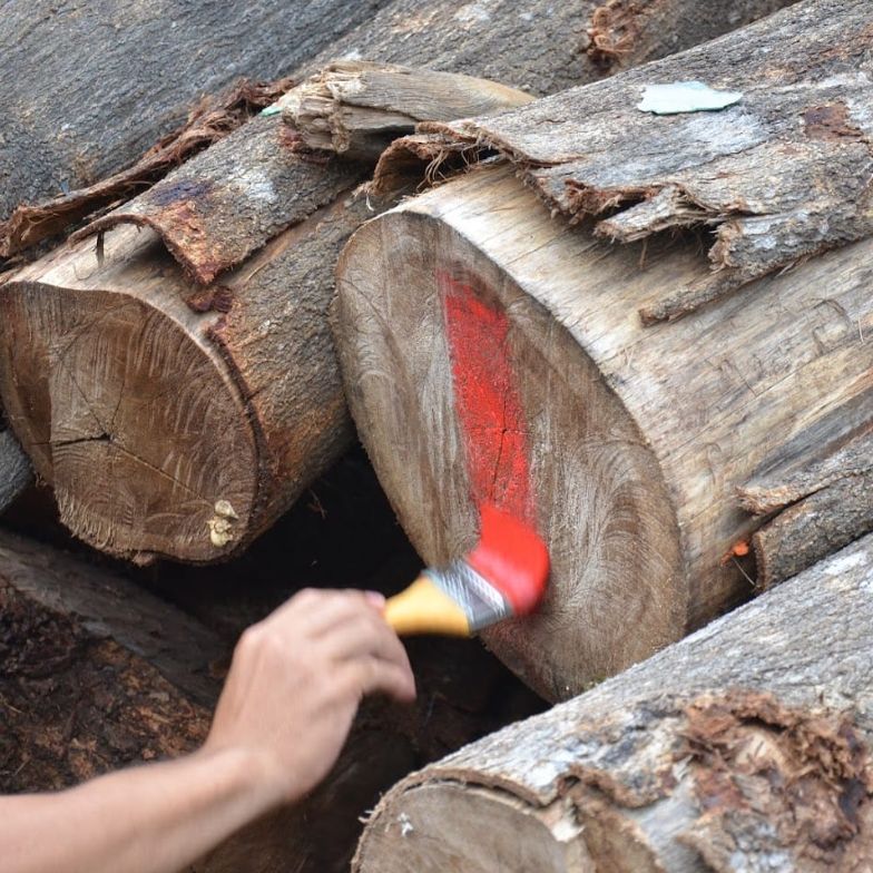 Checking the source of wood